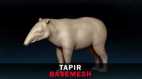Tapir Base Mesh 3D Model