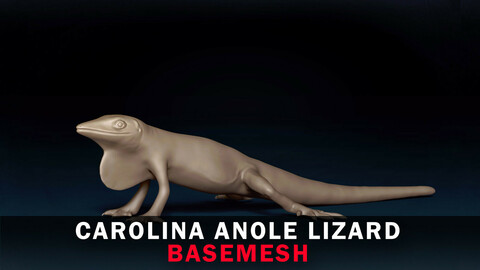 Carolina Anole Lizard Base Mesh 3D Model