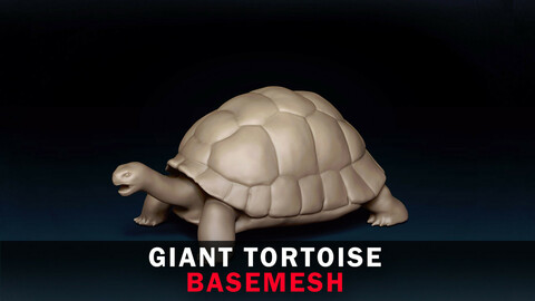 Giant Tortoise Base Mesh 3D Model