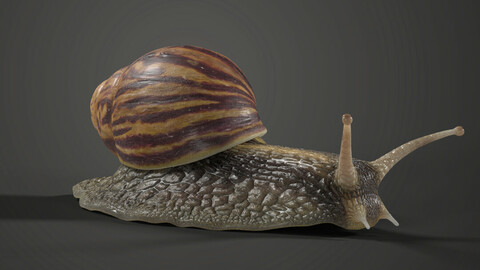 African Snail Animated | VFX Grace