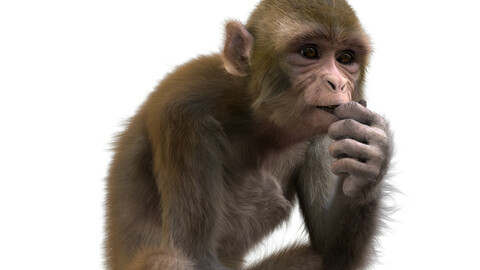 Monkey fur Rigged 3d animal model