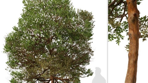 Set of Chilean myrtle Tree (Luma chequen) (2 Trees) ( 3Ds MAX - Blender - Unreal Engine - Cinema4D - FBX - OBJ )