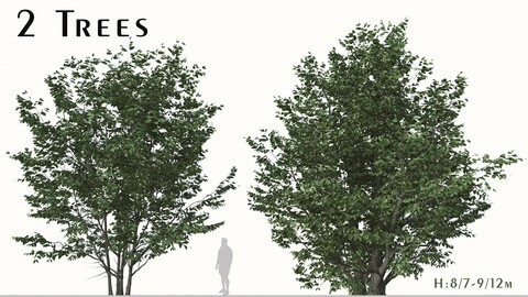 Set of Parrotia Persica Trees (Persian Ironwood ) (2 Trees) ( 3Ds MAX - Blender - Cinema4D - FBX - OBJ )