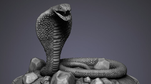 The venomous cobra snake stands in a deadly runoff among the rocks