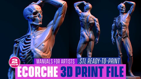 Ecorche for 3d printing. STL