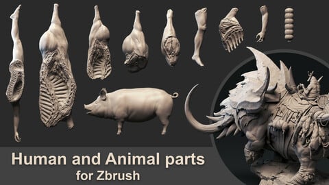 Human and Animal parts for Zbrush