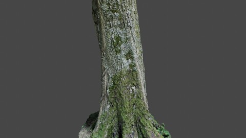 Tree 5 - Photoscan