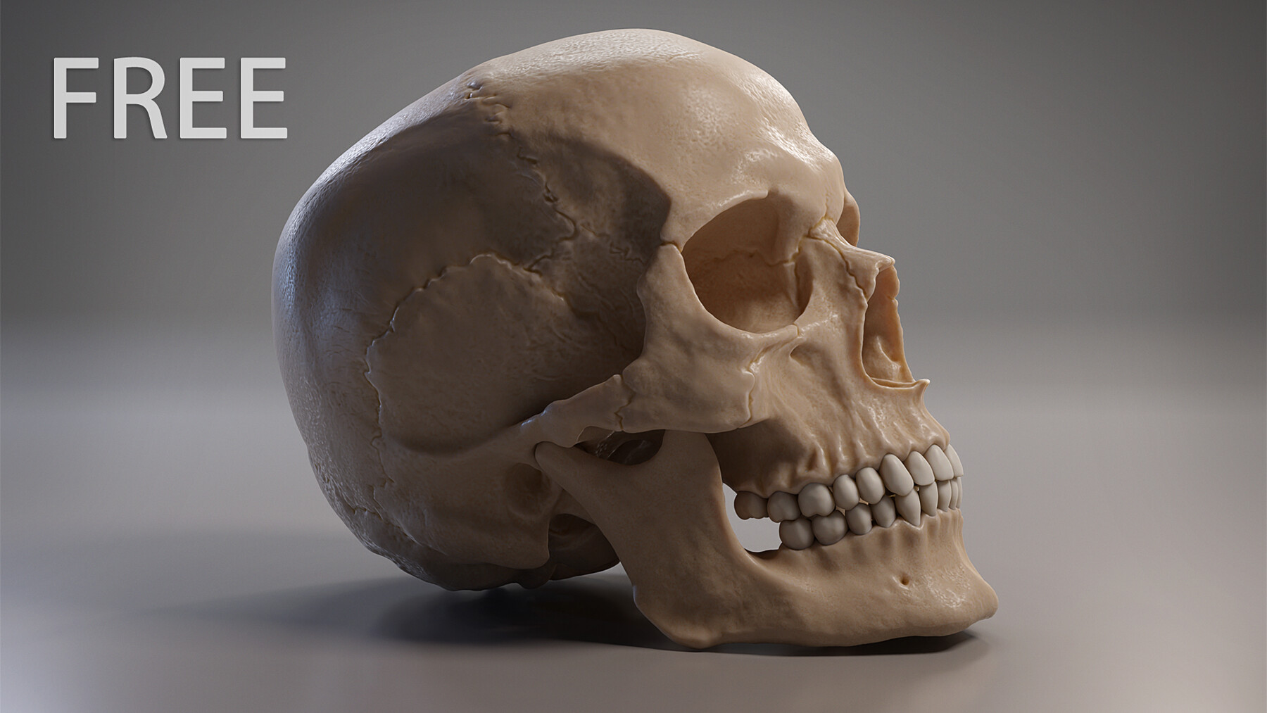 ArtStation - Human Skull Anatomy Tool