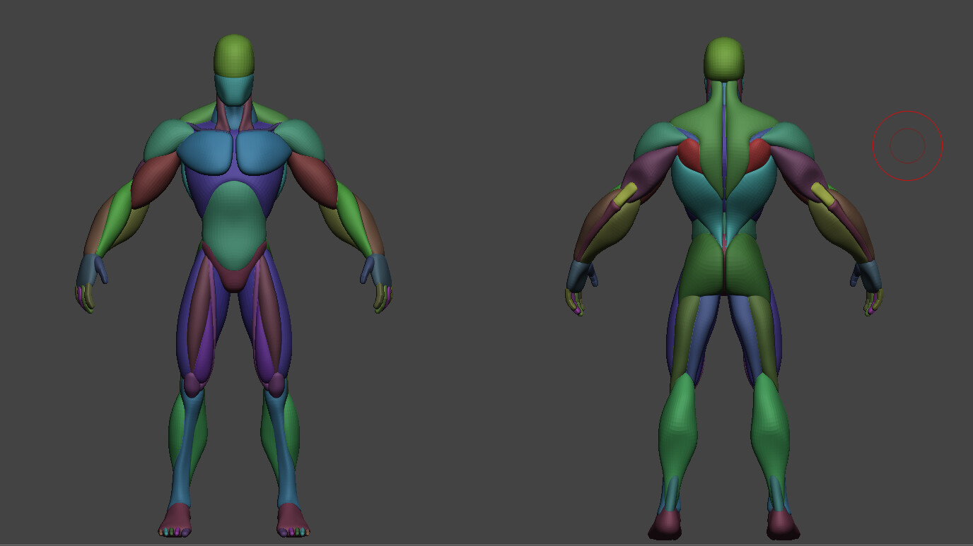 ArtStation - Stylized Anatomy Basemesh | Resources