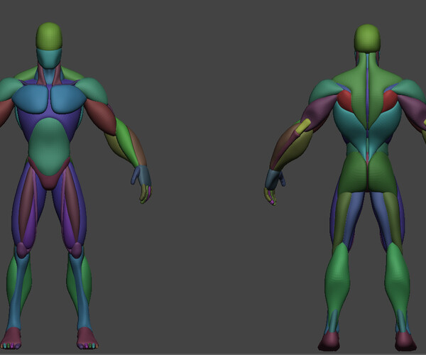 ArtStation - Stylized Anatomy Basemesh | Resources