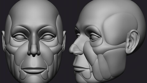 Realistic Head Anatomy Basemesh