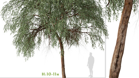 Set of Eucalyptus sideroxylon Tree ( Red ironbark ) ( 2 Trees ) ( 3Ds MAX - Blender - Unreal Engine - Cinema4D - FBX - OBJ )