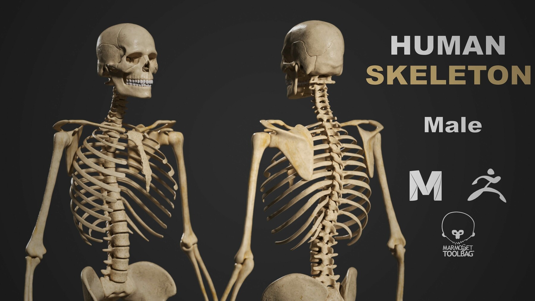 ArtStation - Human Skeleton Male 3D model | Game Assets