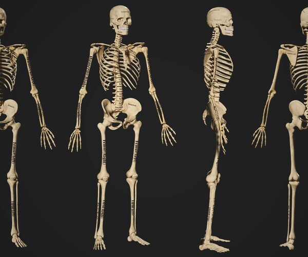 ArtStation - Human Skeleton Male 3D model | Game Assets