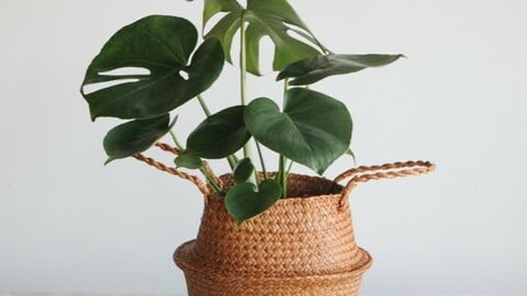 Ratan Potted Plant Set