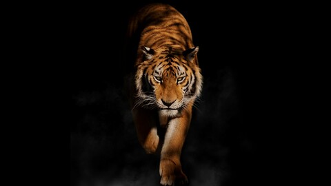 Siberian Tiger Animated | VFX Grace