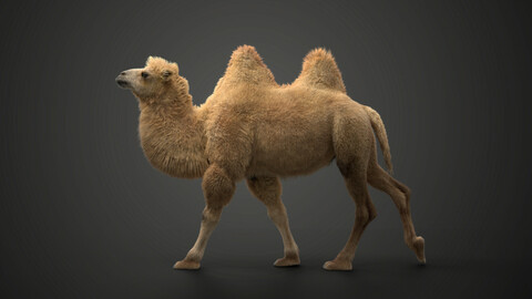 Bactrian Camel Animated | VFX Grace