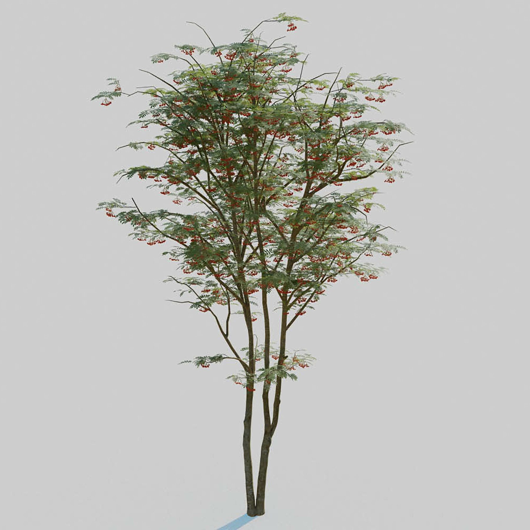 ArtStation Mountain Ash Tree Resources   File 