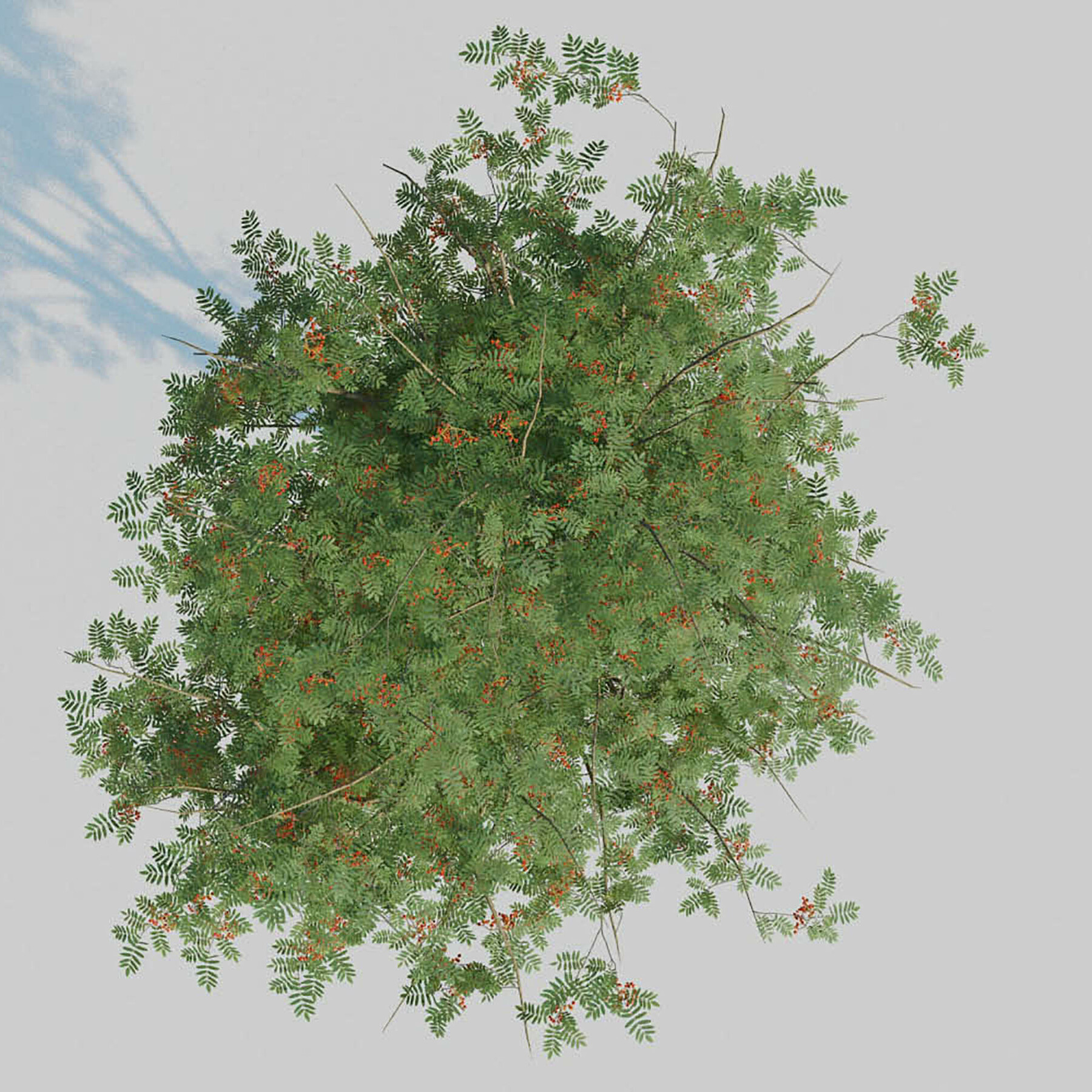 ArtStation Mountain Ash Tree Resources   File 