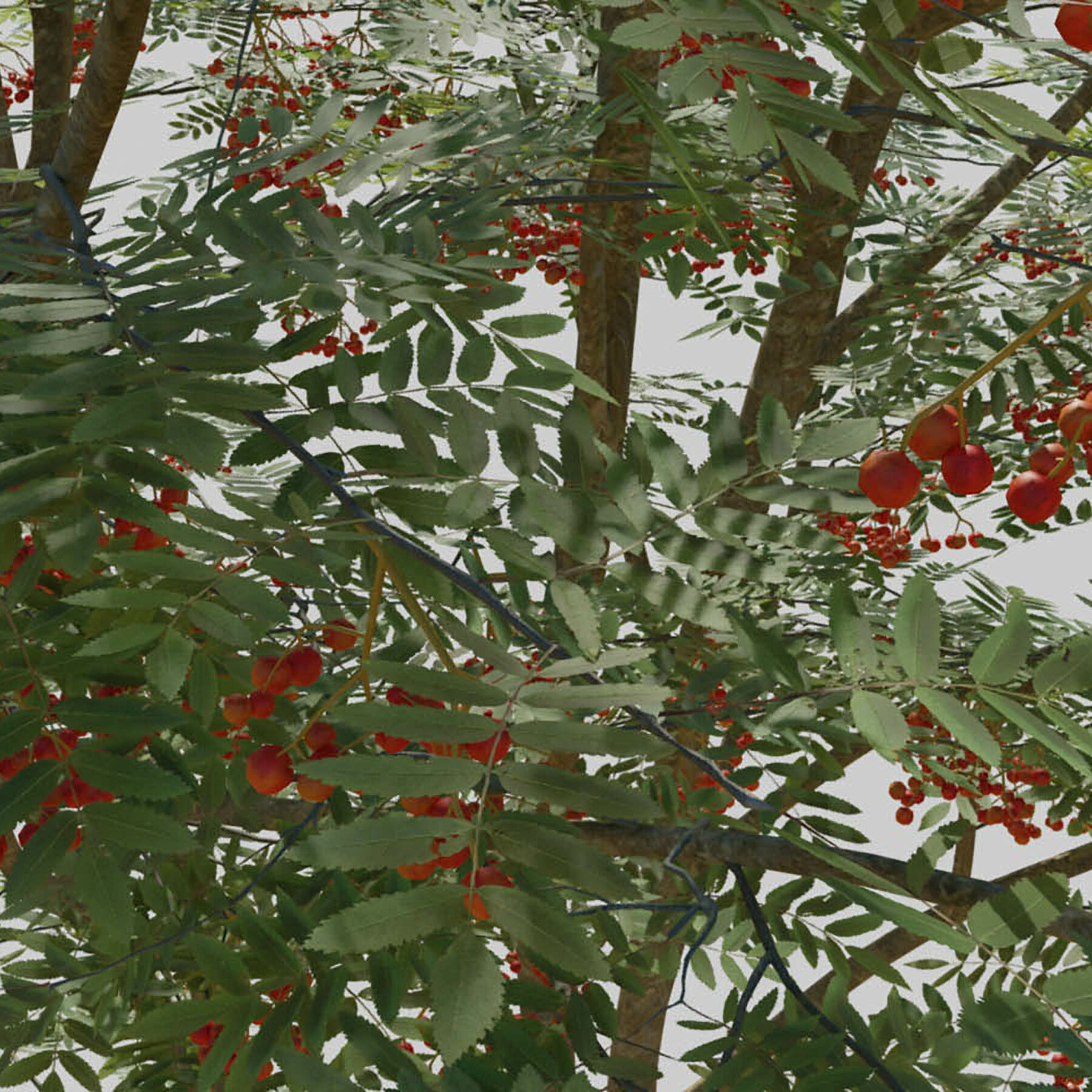 ArtStation Mountain Ash Tree Resources   File 