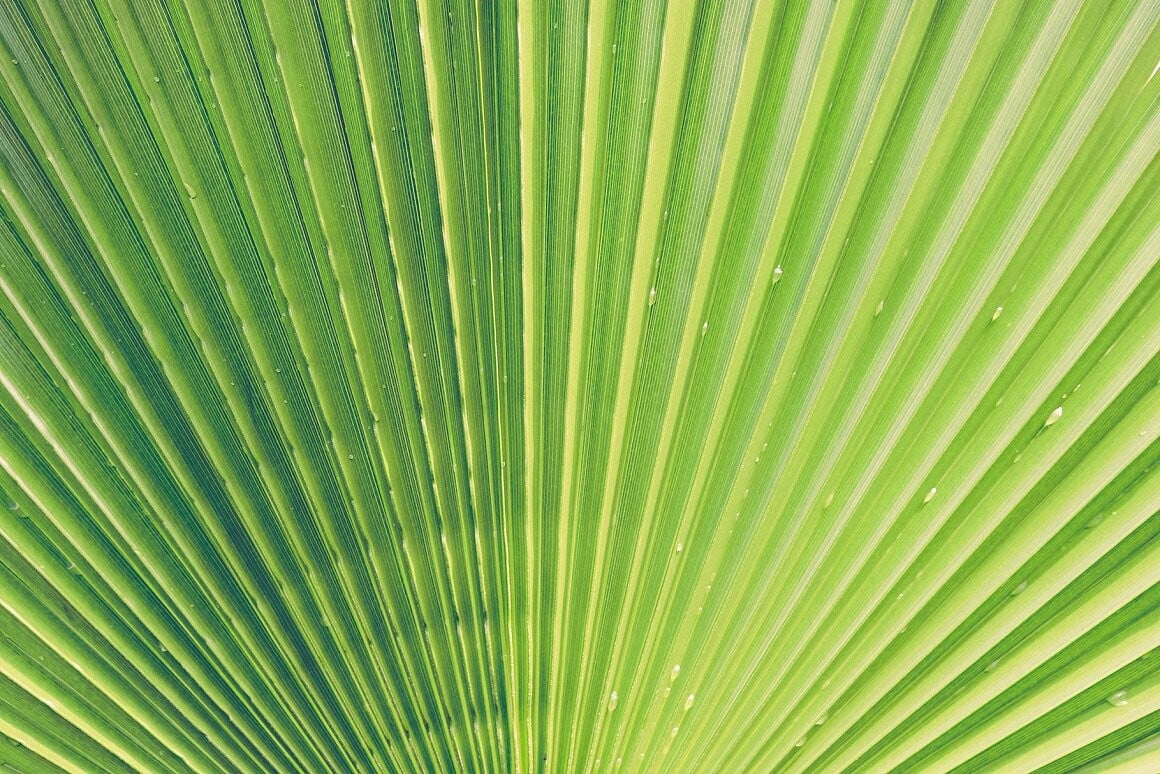 Artstation 11 Palm Leaves Textures Resources