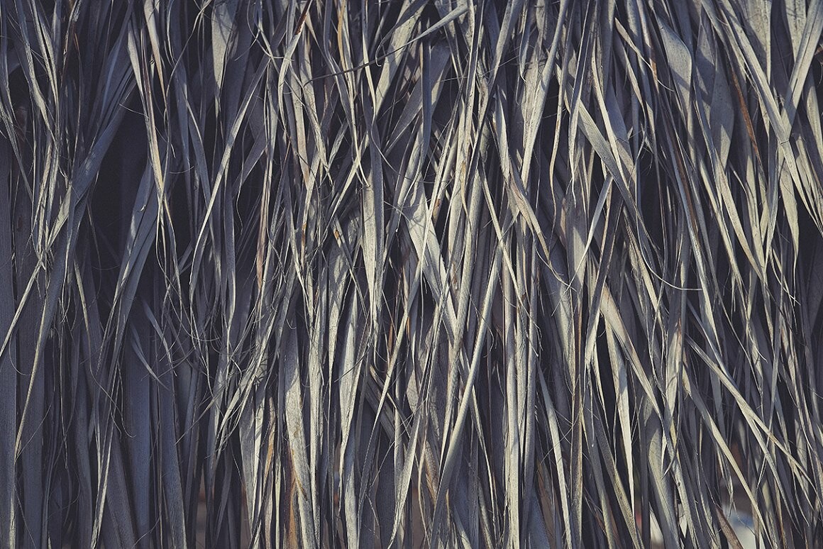 Artstation 11 Palm Leaves Textures Resources 