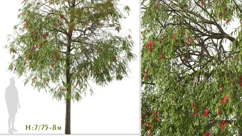 Set of Weeping bottlebrush Tree ( Melaleuca viminalis ) ( 2 Trees ) ( 3Ds MAX - Blender - Unreal Engine - Cinema4D - FBX - OBJ )
