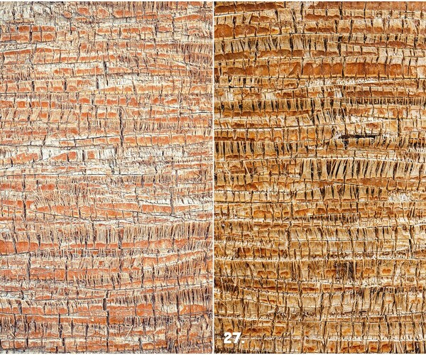 ArtStation - 29 Palm Bark Textures & Backgrounds | Resources