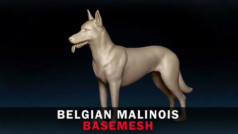 Belgian Malinois Base Mesh 3D Model