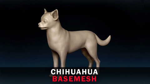 Chihuahua Base Mesh 3D Model