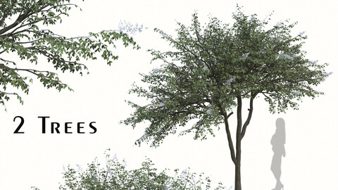 Set of Rhus chinensis Trees ( Chinese sumac ) ( 2 Trees ) ( 3Ds MAX - Blender - Cinema4D - FBX - OBJ )