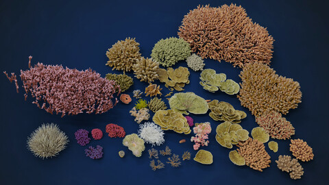 Corals Collection | VFX Grace