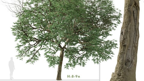 Set of Tilia euchlora Tree ( Caucasian Linden ) ( 2 Trees ) ( 3Ds MAX - Blender - Unreal Engine - Cinema4D - FBX - OBJ )