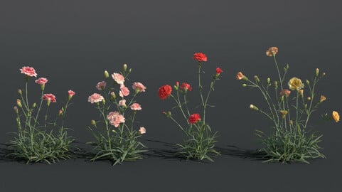 Carnation Flower | VFX Grace