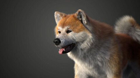 Akita Dog Animated | VFX Grace