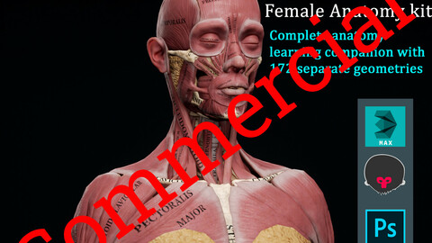Female Anatomy Kit Commercial