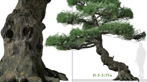 Set of Japanese white pine Tree ( Pinus parviflora ) (2 Trees) ( 3Ds MAX - Blender - Unreal Engine - Cinema4D - FBX - OBJ )
