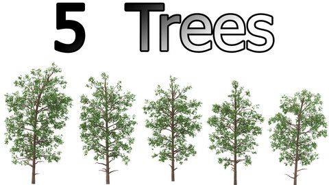 5 bottlebrush trees