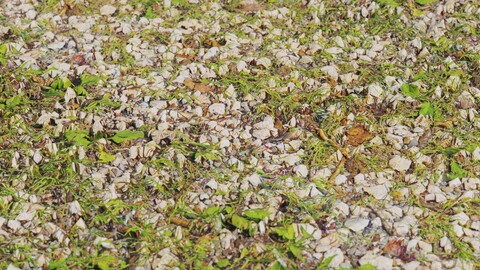 Gravel Grass 14 PBR Material