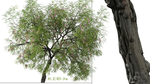 Set of Robinia hispida Tree ( Bristly locust ) ( 2 Trees ) ( 3Ds MAX - Blender - Unreal Engine - Cinema4D - FBX - OBJ )