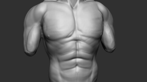 Male torso