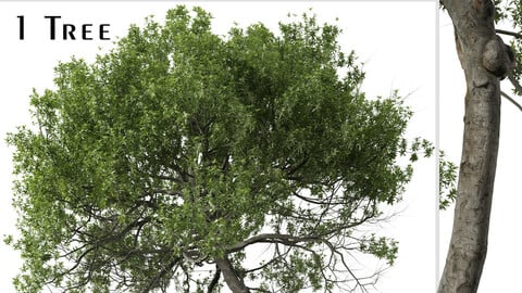 Lemonwood Tree ( Pittosporum eugenioides ) ( 3Ds MAX - Blender - Unreal Engine - Cinema4D - FBX - OBJ )