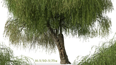 Set of Peppermint Willow Tree ( Agonis flexuosa ) ( 2 Trees ) ( 3Ds MAX - Blender - Unreal Engine - Cinema4D - FBX - OBJ )