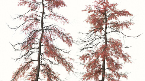 Set of Metasequoia glyptostroboides Tree ( Dawn redwood ) ( 2 Trees ) ( 3Ds MAX - Blender - Cinema4D - FBX - OBJ )