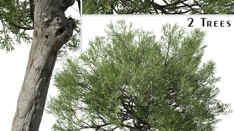 Set of Acacia amoena Tree (Boomerang Wattle) (2 Trees) ( 3Ds MAX - Blender - Unreal Engine - Cinema4D - FBX - OBJ )