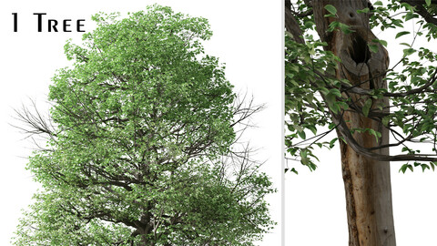 Italian Alder Tree ( Alnus cordata ) ( 3Ds MAX - Blender - Unreal Engine - Cinema4D - FBX - OBJ )