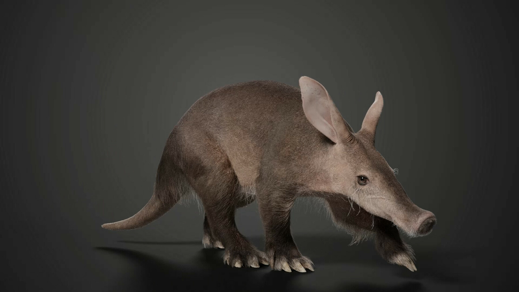 ArtStation - Aardvark Animated | VFX Grace | Game Assets