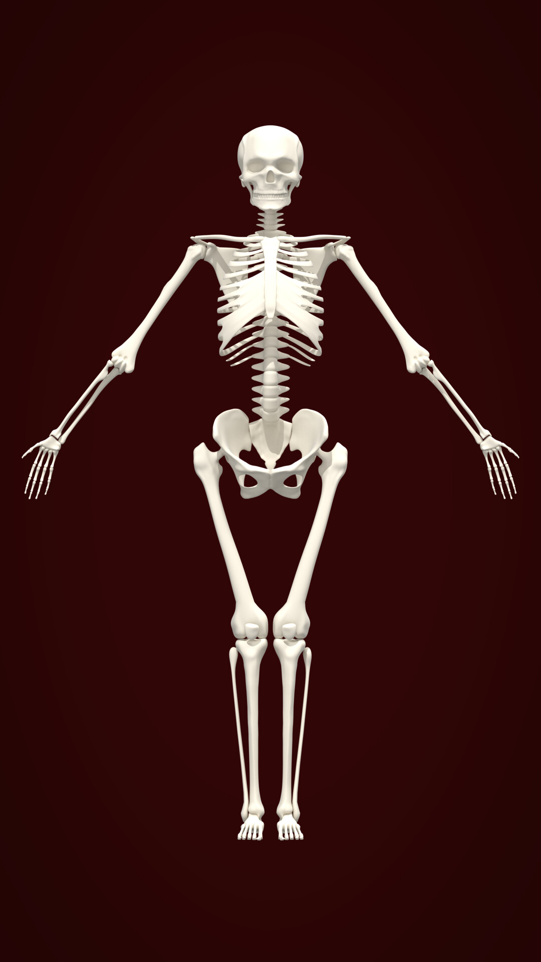 ArtStation - Human skeleton according to Bammes | Game Assets