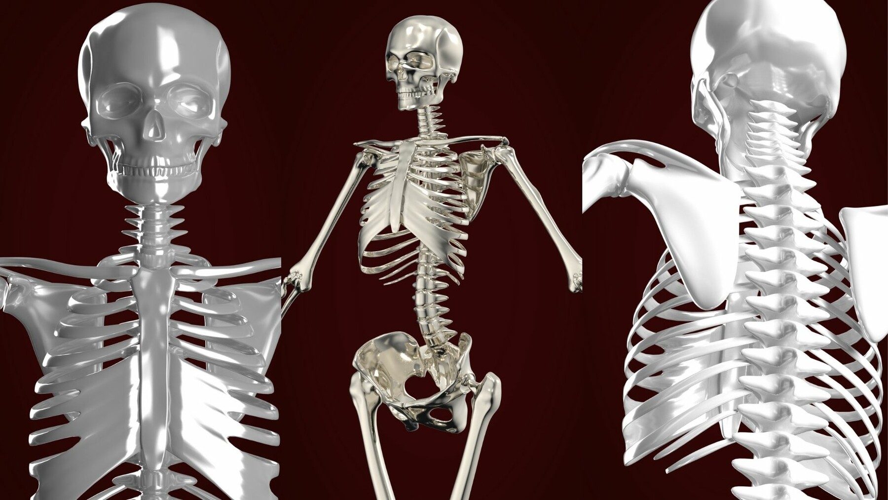 ArtStation - 3D Human Skeleton