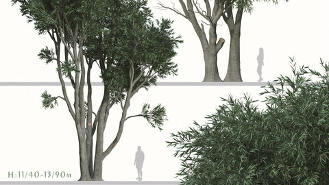 Set of Melaleuca leucadendra Tree ( Paperbark ) (2 Trees) ( 3Ds MAX - Blender - Cinema4D - FBX - OBJ )